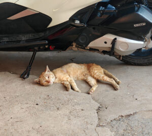 Marktkater