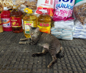 Marktkatzen