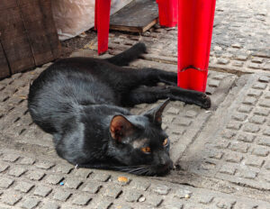 Marktkatzen