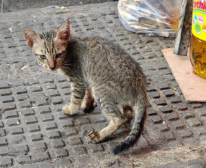 Marktkatzen