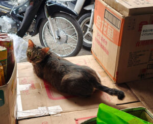 Marktkatzen