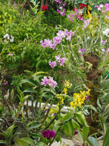 Orchideengarten