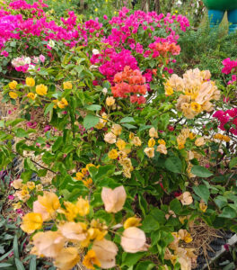 Bougainvillea