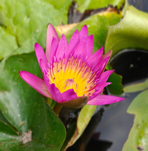 Wasserlilie