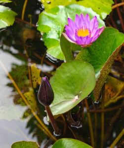Wasserlilie