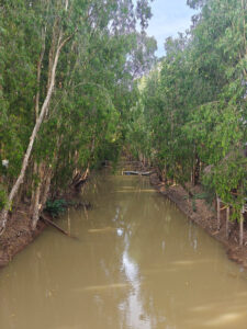 Tra Su Forest