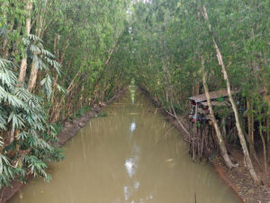 Tra Su Forest