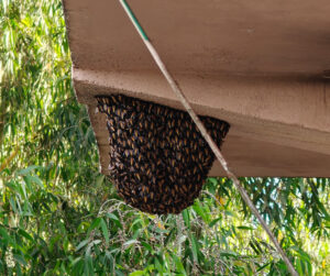 Bienen?