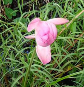 Lotusblüte