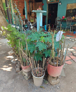 Long Thuan