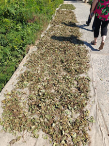 Long Thuan