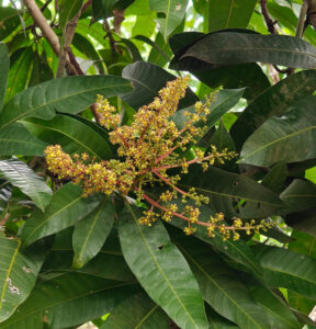 Mangoblüte