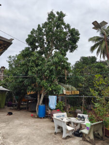 Mango-Farm