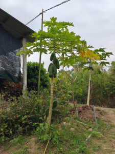 Papaya