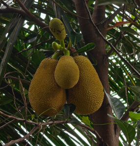 Jackfruit