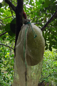 Jackfruit