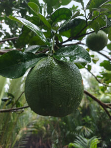 Grapefruit