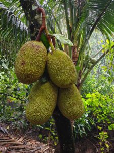 Jackfruit