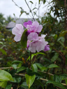 Blüten