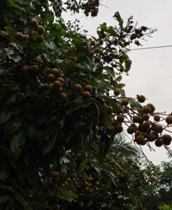 Longan