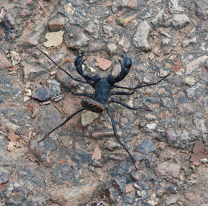 Skorpion auf dem Weg