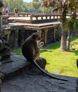 Affen in Angkor Wat