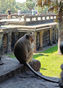 Affen in Angkor Wat