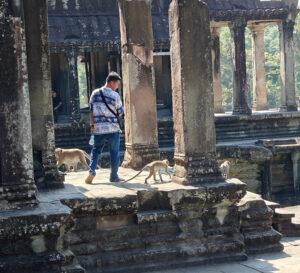Affen in Angkor Wat