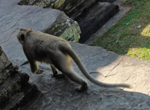 Affen in Angkor Wat