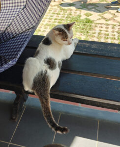frecher Kater