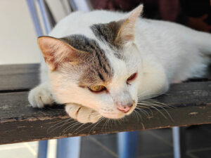 frecher Kater