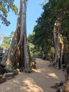 Ta Prohm Tempel