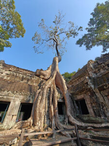 Ta Prohm Tempel