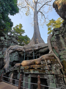 Ta Prohm Tempel