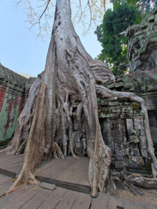 Ta Prohm Tempel