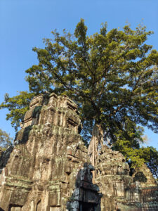 Ta Prohm Tempel