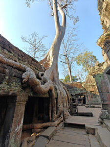 Ta Prohm Tempel