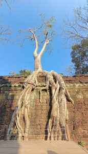 Ta Prohm Tempel