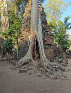 Ta Prohm Tempel