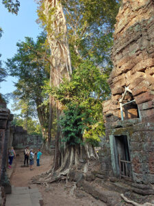 Ta Prohm Tempel