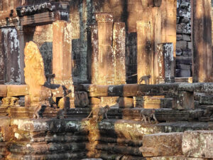 Affen in Bayon