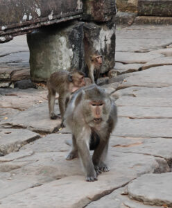 Affen in Bayon
