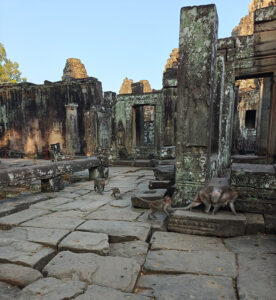 Affen in Bayon