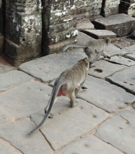Affen in Bayon