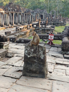 Affen in Bayon