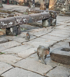 Affen in Bayon