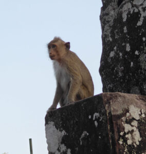Affen in Bayon