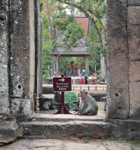 Affen in Bayon