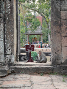 Affen in Bayon