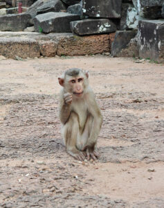 Affen in Bayon